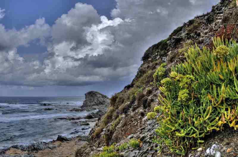 Crithmum maritimum